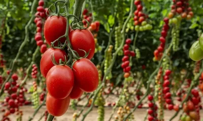 Plum vs. Roma tomatoes: key differences for growers and uses